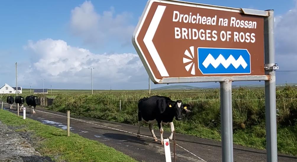 Brown road sign on wild atlantic way pointing to Bridges of Ross site, road behind with black cows walking by