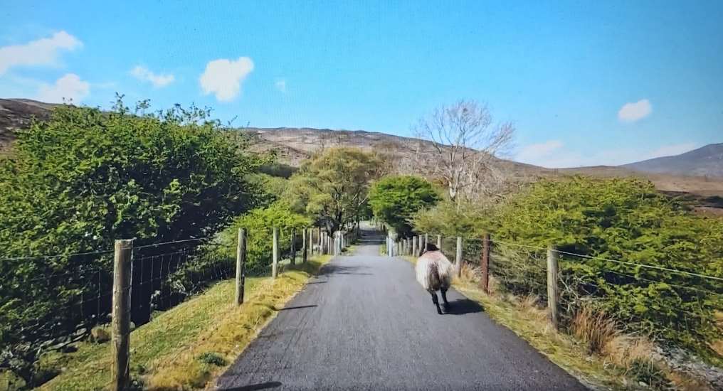 clew bay bike trail on a sunny day, blue sky, green fields on either side of the road with wooden fencing, sheep on the road