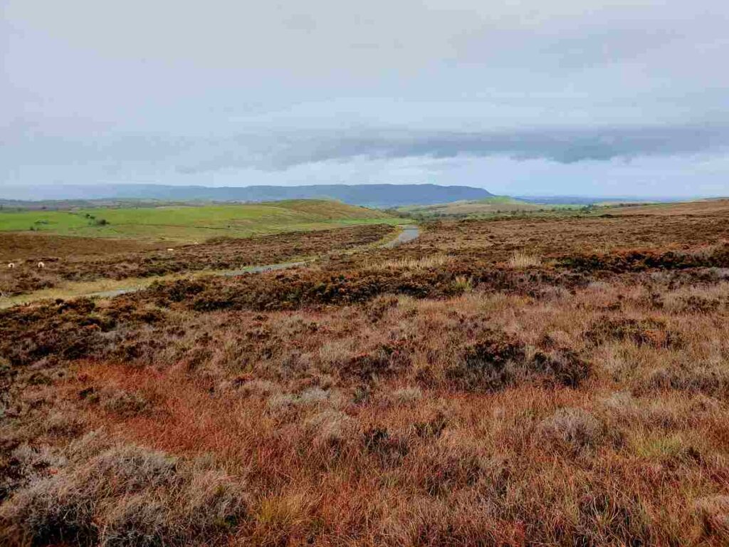 Ireland in winter bog landscape with brown grasses in the foreground and foggy mountains in the background. 