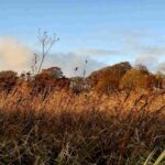 Low winter light shining over reeds in a bog in the foreground. Blue sky with clouds, photo of Ireland in winter.