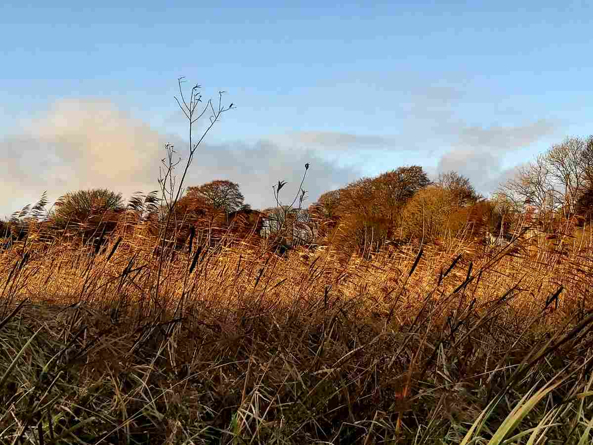 Low winter light shining over reeds in a bog in the foreground. Blue sky with clouds, photo of Ireland in winter.