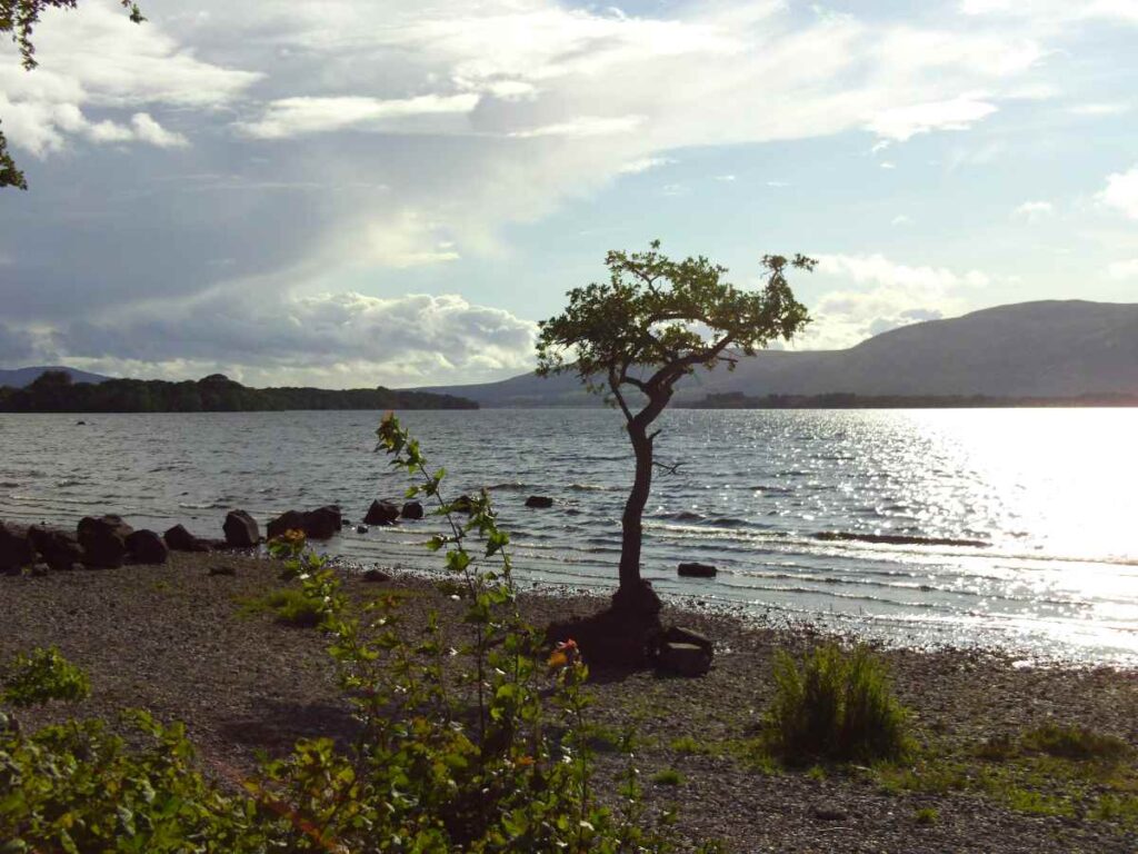 A solitary tree on a loch beach in scotland, carbeth loch on the west highland way