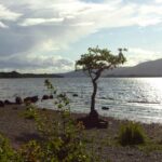 A solitary tree on a loch beach in scotland, carbeth loch on the west highland way