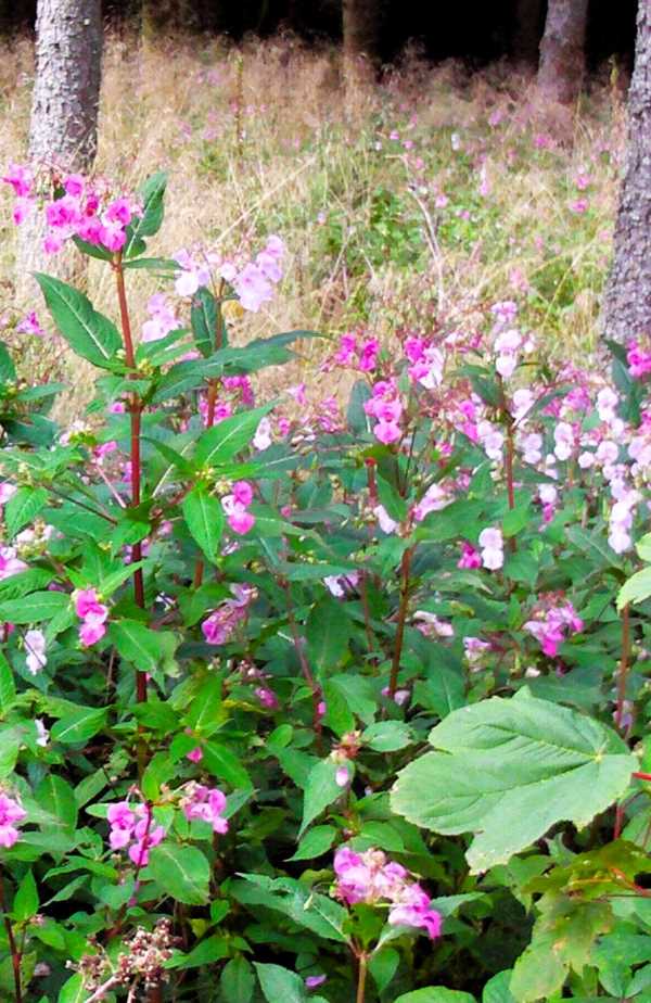 Wild orchids blooming in a forest on the west highaldn way hike between Milngavie to Drymen, pink and white small blossoms