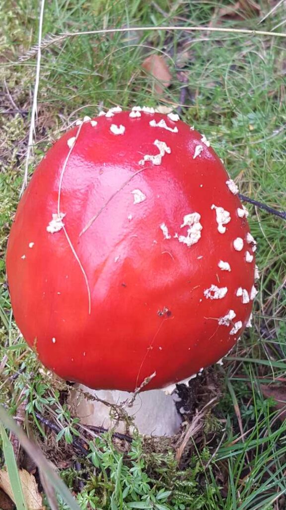 Bright red mushroom growing in a forest