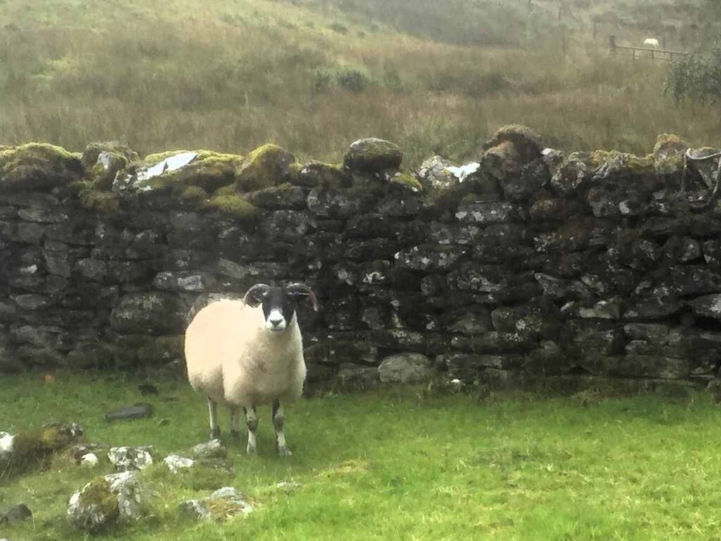 Shaggy white sheep against a low stone wall in green grass in light rain on the west highland way