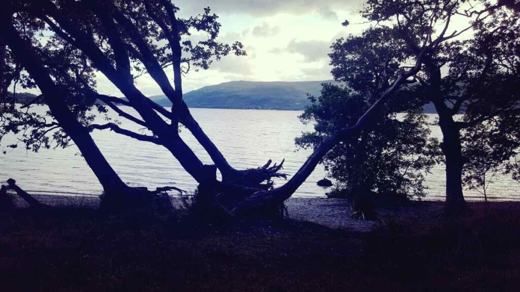 View over Loch Lomond at Sallochy Bay Campsite between trees over darkened lake with hills on the far side