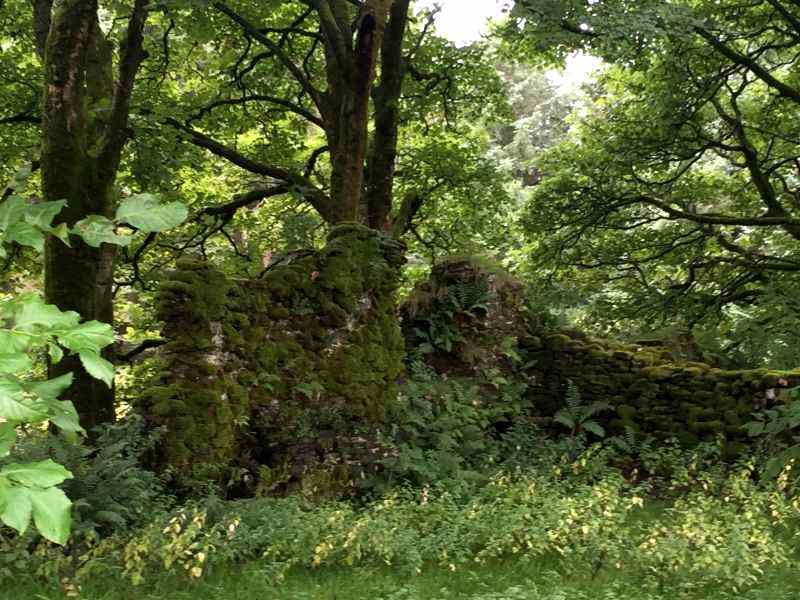 Ruins of St Fillans Priory in Crianlarich on the West Highland Way. Stone wall covered in moss surrounded by trees.