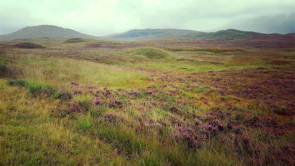 Boggy land covered in blooming purple heather. Hills in distance covered in mist. 