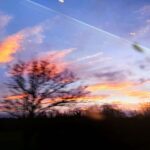 sun rising over hedges and a tree, somewhat blurry image taken from a moving train